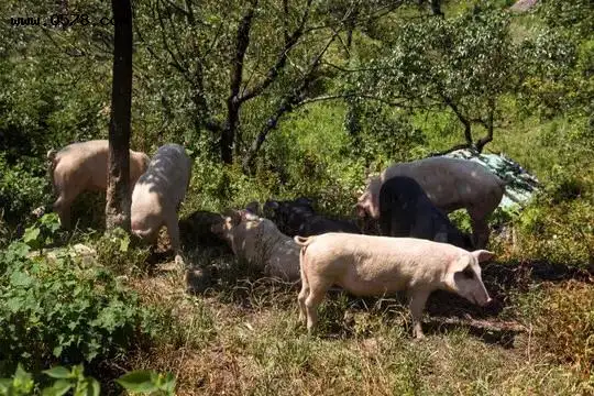在山里散放50头猪不去管，几年后会怎样？能活吗？
