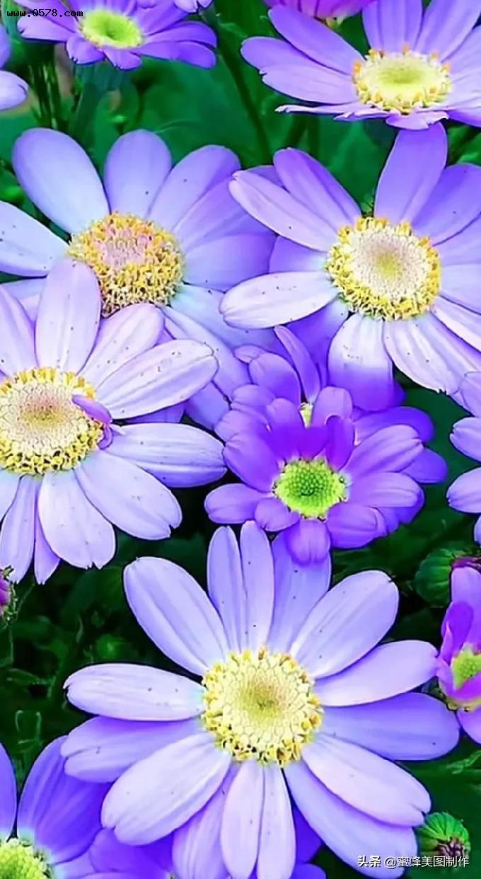 花开不是为了花落，而是为了绽放美丽，人生也一样