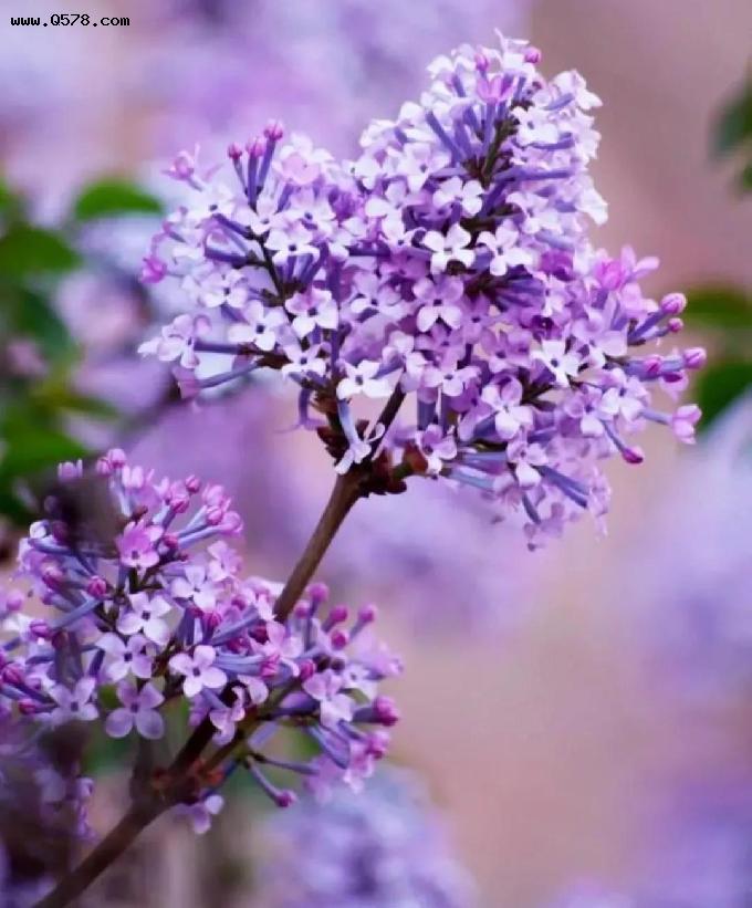 四月，辉煌的紫