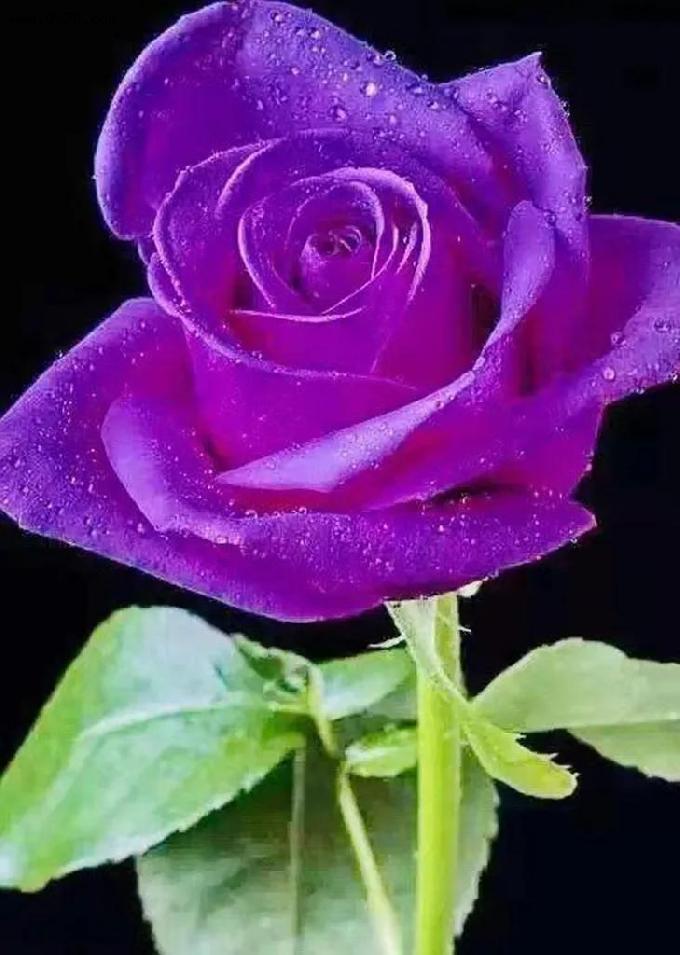 浪漫真情的紫玫瑰