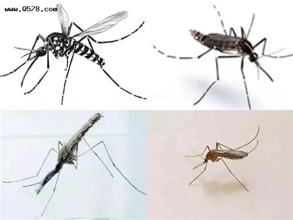 花蚊子来到中国不到50年，但人们已无法乘凉，它是何方神圣？