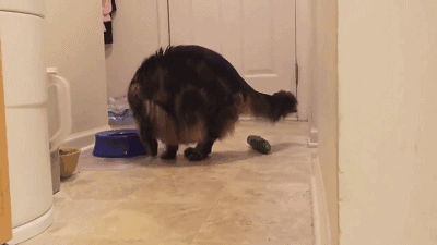 猫咪为什么怕黄瓜？背后是有原因的，看完后真的好心疼猫咪