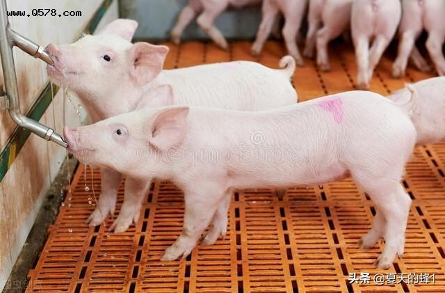 生猪价格下跌，养殖成本却在上涨，普通养殖户还应该继续坚持吗？