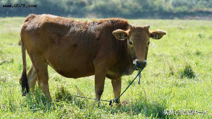 牛最开始体重可达1吨，现在却从“巨型牛”变成了“小牛干”