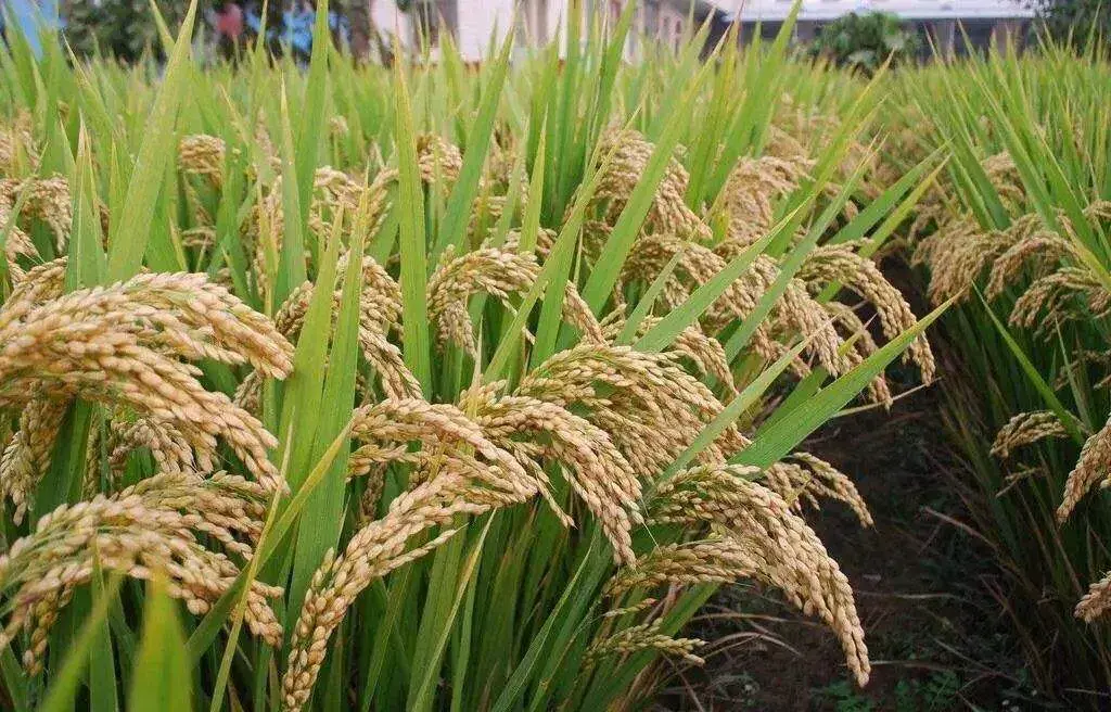 世界最早种植水稻的国家是哪个（水稻哪个朝代传入中国的）