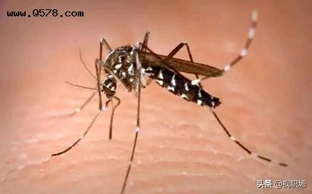 花蚊子来到中国不到50年，但人们已无法乘凉，它是何方神圣？