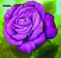 浪漫真情的紫玫瑰