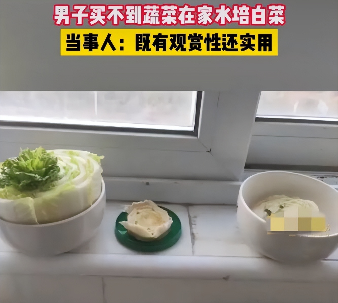 上海一男子买不到菜在家水培白菜 网友看到后纷纷晒出种的蔬菜