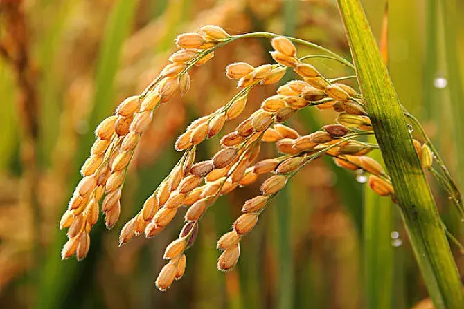 世界最早种植水稻的国家是哪个（水稻哪个朝代传入中国的）