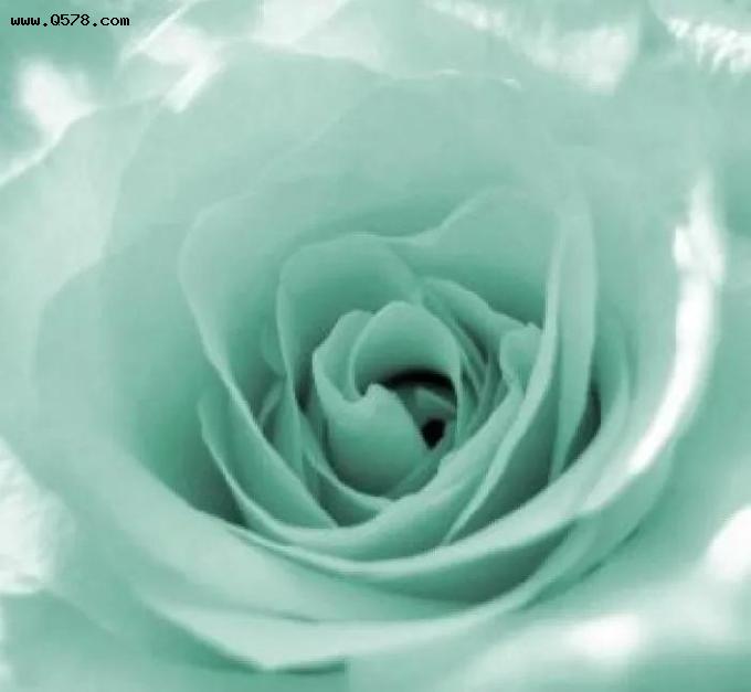 图片分享：碧海云天青色玫瑰