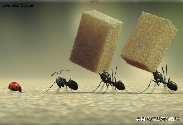 蚂蚁•现代诗