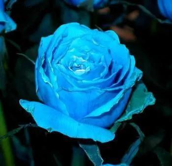 图片分享：碧海云天青色玫瑰