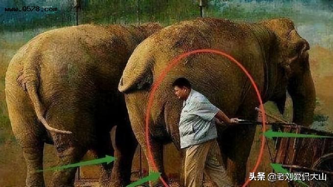 李文华拜托姜昆照顾其外孙，为何孙越却养了十年大象？真不怪姜昆