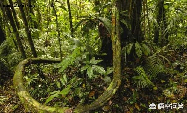 为什么有人说亚马逊雨林是人类禁区？到底有多恐怖？