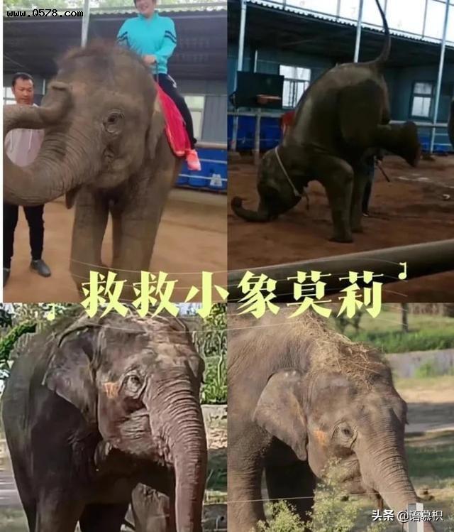 小象遭虐待被鞭打，只能吃游客剩下的果皮，陈乔恩为“莫莉”发声