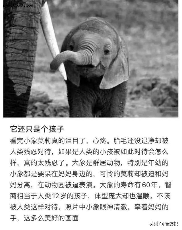 小象遭虐待被鞭打，只能吃游客剩下的果皮，陈乔恩为“莫莉”发声