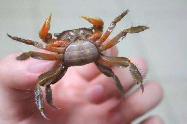 地震台回复数万螃蟹上岸无关地震 罕见至极真相实在太稀有了