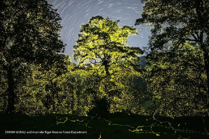 数十亿只萤火虫同时点亮自然保护区