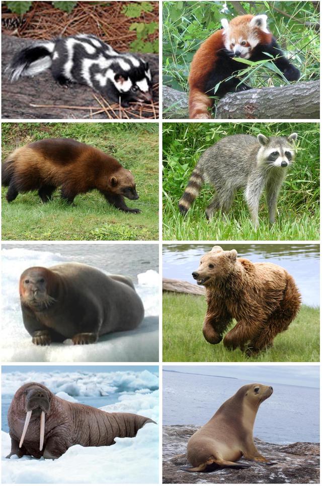 自然界的动物都要经历哪四个阶段 自然界交尾时间最长的动物是哪个？人类和它们有什么区别？