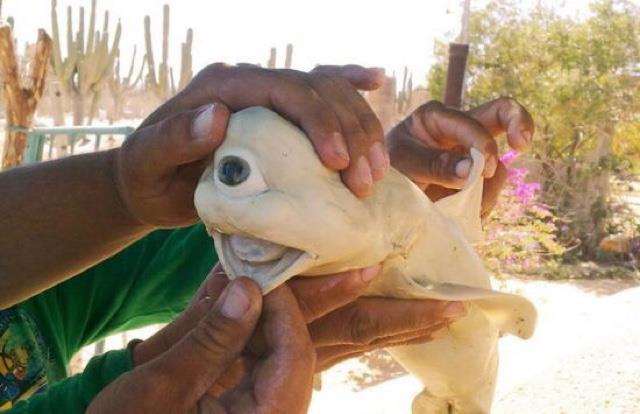 印尼发现独眼白化鲨鱼 简直让人惊愕