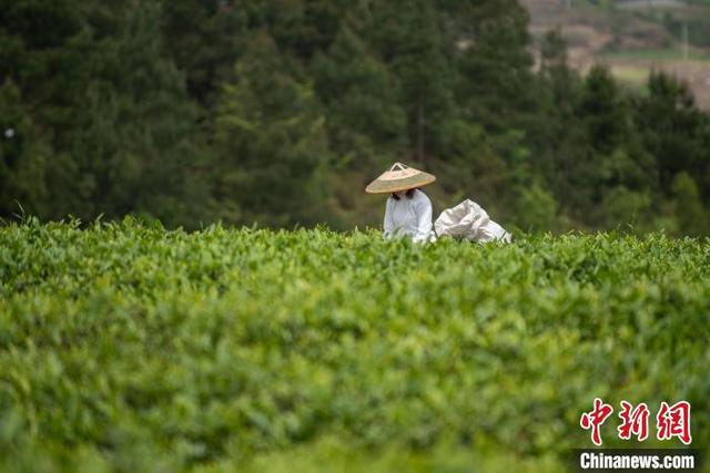 谷雨茶一定要当天采 贵州茶农采收谷雨茶 留住“春天”的味道