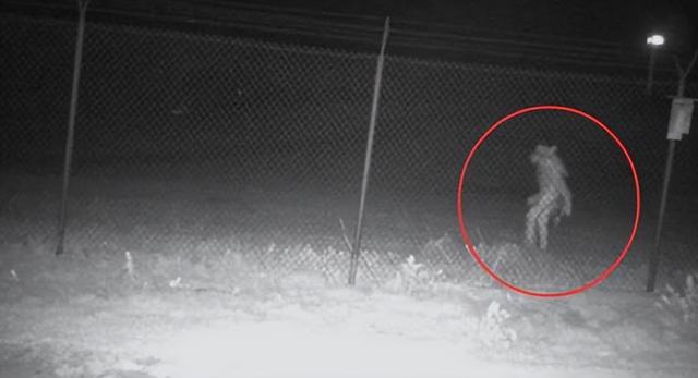 人狼村之谜动物 “狼人”出没？美国一动物园外拍到不明生物，上身像狼、下身像人