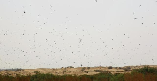 新疆塔克拉玛干沙漠奇观，千只燕子盘旋飞翔，专家称是好事