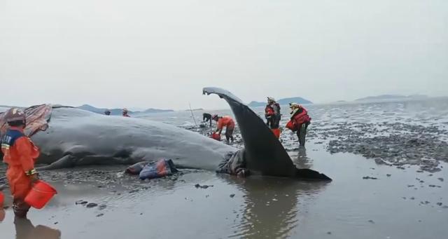 65吨抹香鲸搁浅死亡被做成标本 10米长抹香鲸搁浅浙江！属二级保护动物，遇到搁浅鲸鱼该怎么营救