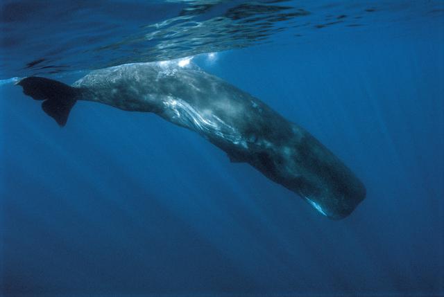 65吨抹香鲸搁浅死亡被做成标本 10米长抹香鲸搁浅浙江！属二级保护动物，遇到搁浅鲸鱼该怎么营救