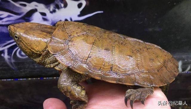 乌龟被偷了 12年男子捡到“乌龟”，养了7年发现不对劲，警方赶到将乌龟带走