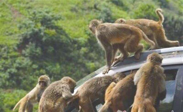 游客怒斥景区人员用弹弓射猴子 到底是什么样的情况惹网友争议？