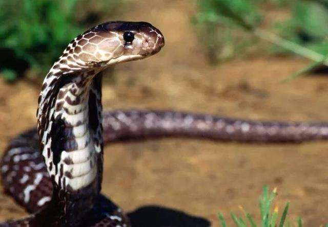 深圳一公园惊现3米长眼镜王蛇 真相让人惊个呆