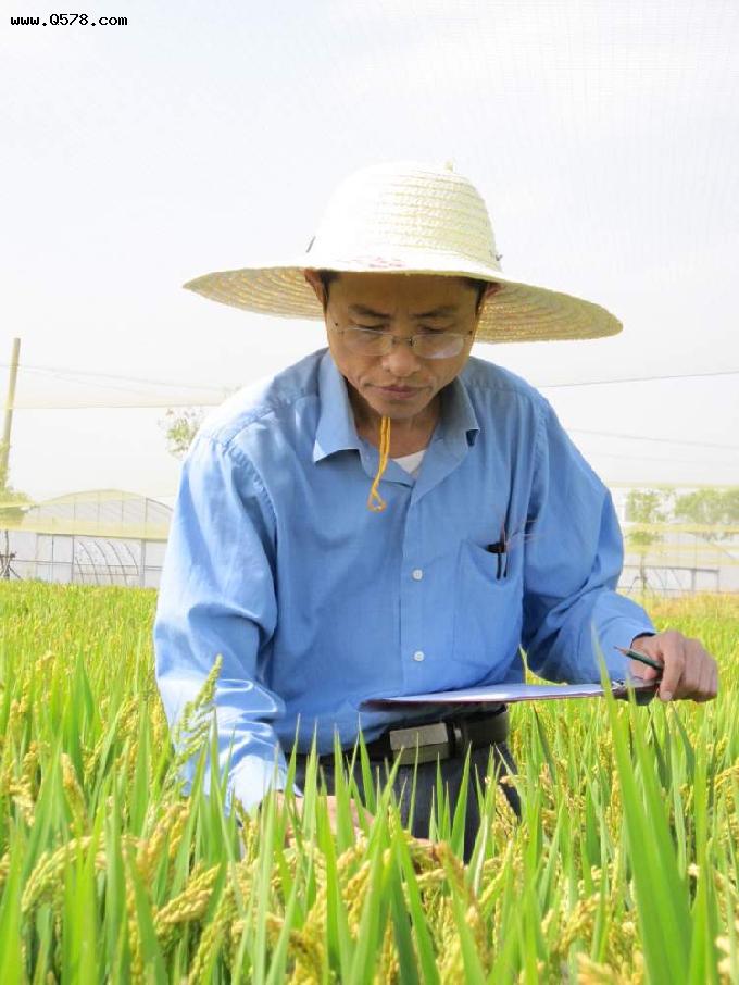 抗高温，增产量！中国科学家在水稻抗高温基因挖掘与机制研究上取得新突破