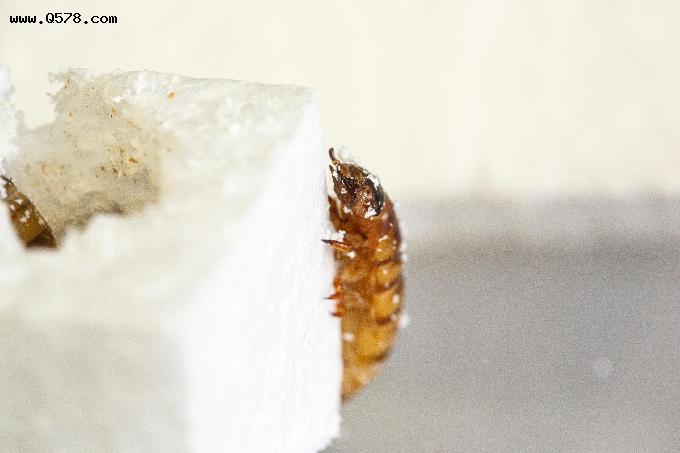 科学家发现了一种能啃食塑料垃圾的“超级蠕虫”