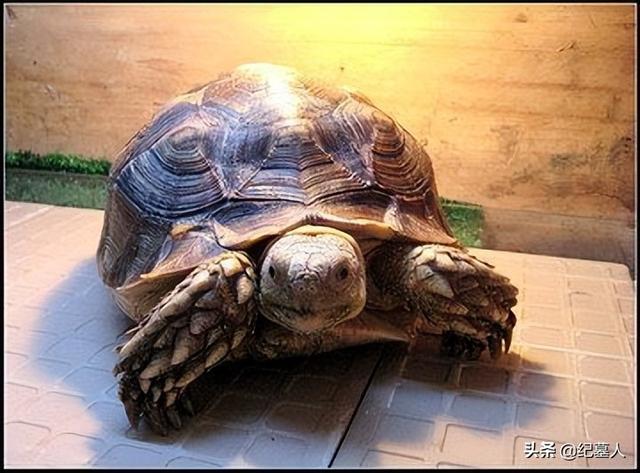 乌龟被偷了 12年男子捡到“乌龟”，养了7年发现不对劲，警方赶到将乌龟带走