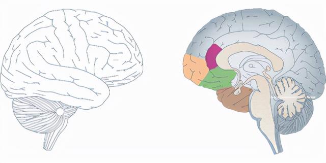 大脑如何产生自我意识 大脑和思想如何构建自我意识的？