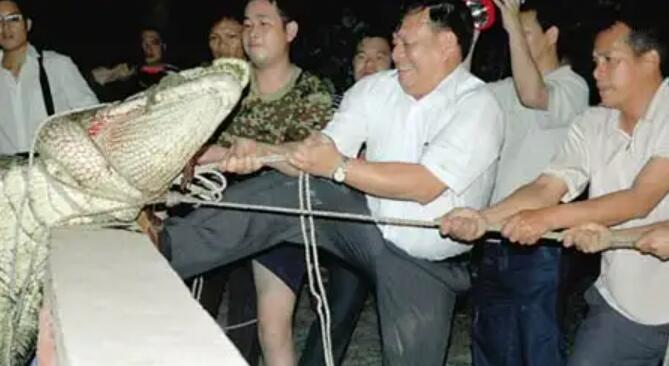07年广西北海鳄鱼解剖照片吃人图事件全过程!