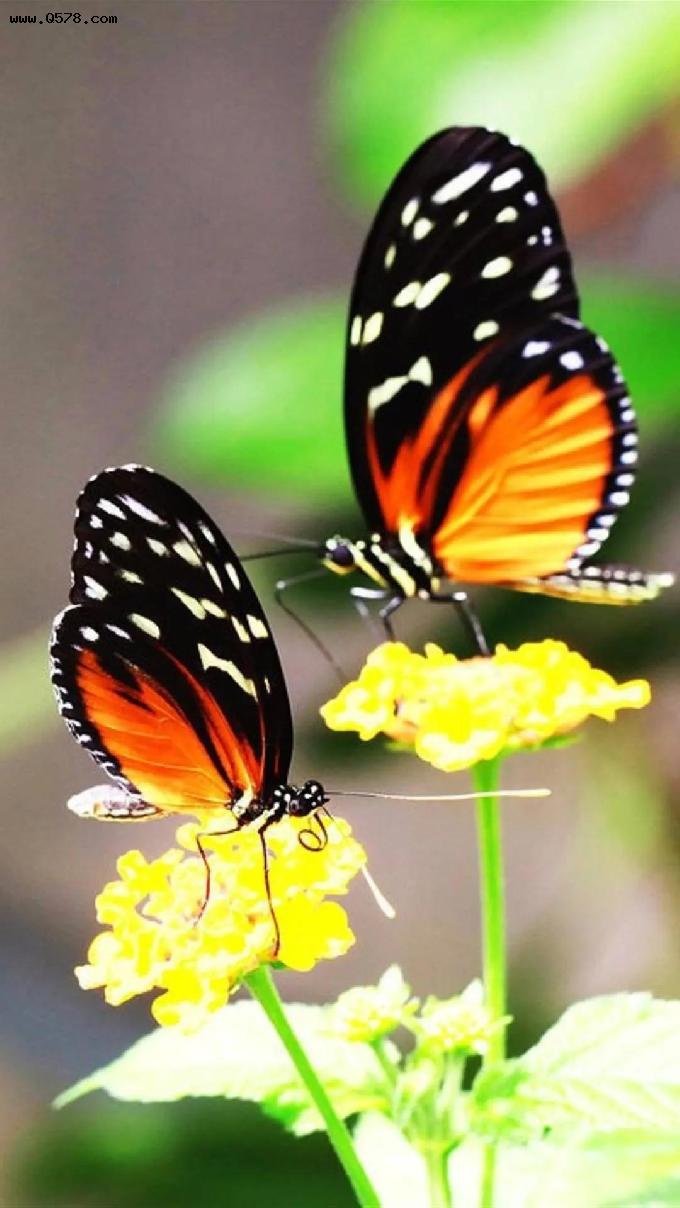 鲜花与蝴蝶，大自然永远是我们心灵的慰藉
