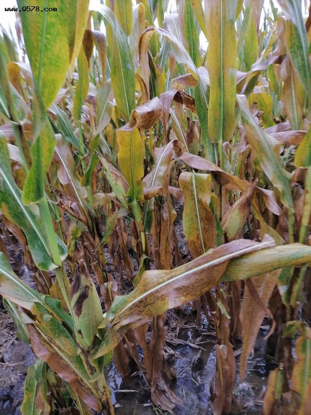 玉米已熟，大雨下个不停。农民怎样收获？