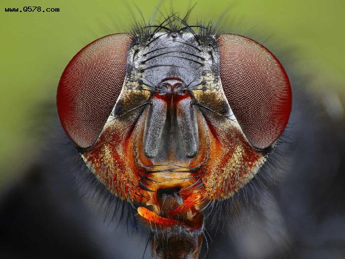 为什么我们想打中一只苍蝇这么难呢？