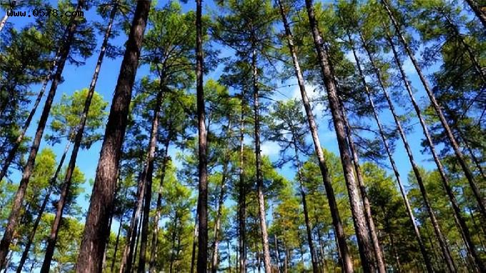 俄罗斯的森林，让中国这个产业成为了世界第一，年赚8000亿