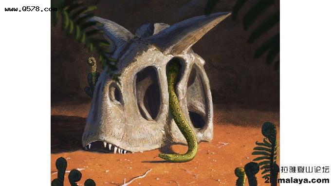 「世界」现代蛇类从恐龙灭绝流星坠落的数个幸存物种演变而来