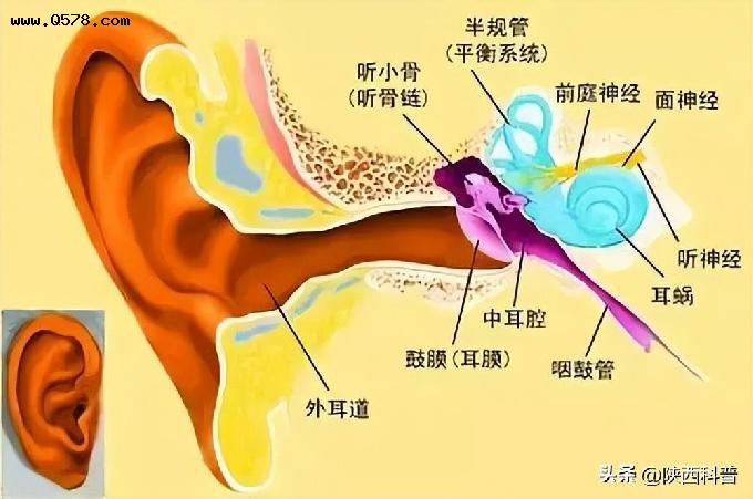 人的中耳曾经是鱼的鳃？演化过程是怎样的？