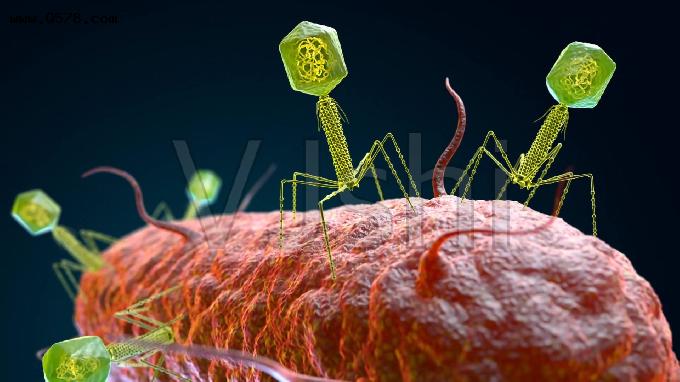 神奇的噬菌体到底什么来头？有什么用？看完这篇文章你就知道了