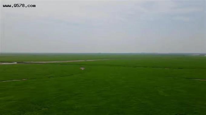 草地丝滑如毛毯！鄱阳湖水乡变成大草原，湖面已不足600平方公里