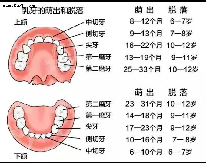了解孩子：牙齿的发育