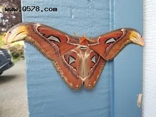 全球个头最大蛾类现身美国：翼展最大可达30厘米 专家吁民众注意