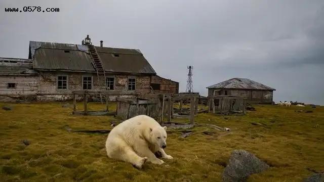 北极冰川加速融化，北极熊会成为下一个被灭绝的物种吗？