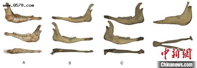 大角鹿下颌骨为何肿厚？中科院团队最新研究揭示和食性有关