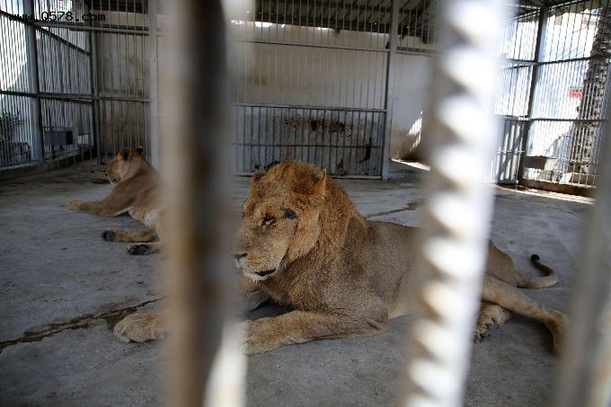 全球超七成游客希望禁止战利品狩猎｜世界狮子日